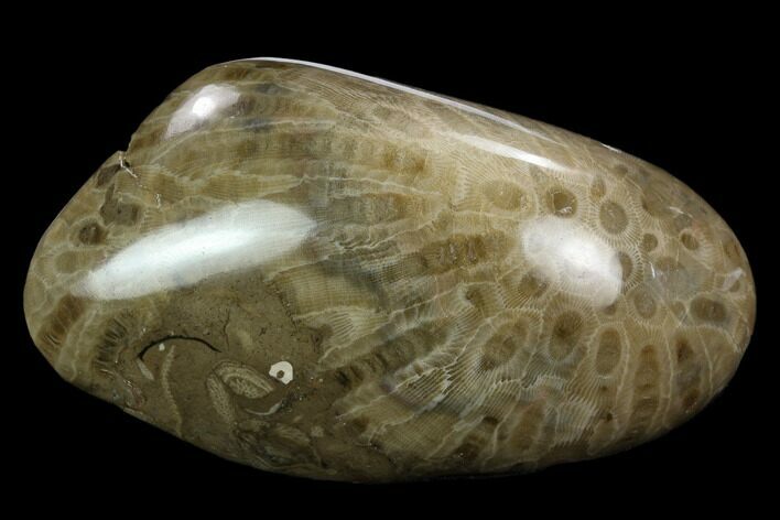 Polished Petoskey Stone (Fossil Coral) - Michigan #131087